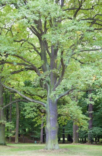 IMG 7162a
