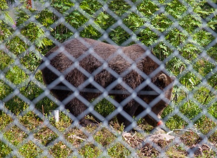 Braunbär