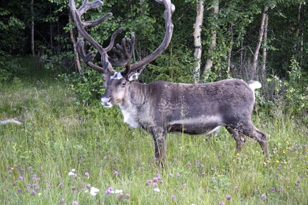 Rudolfs Zwillingsbruder