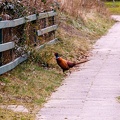 IMG 4703