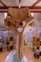 IMG 4787